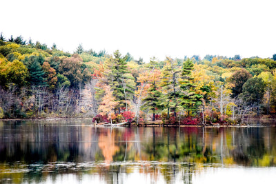 Foliage in New England