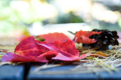 Autumn in New Hampshire