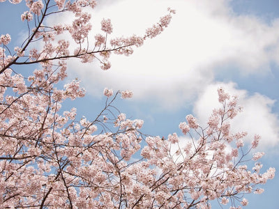 Japan – Tokyo and Hakone