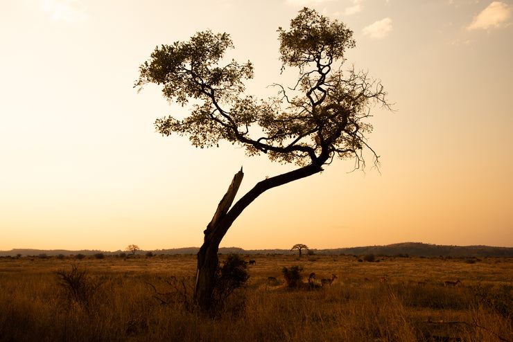 Sunset Tanzania