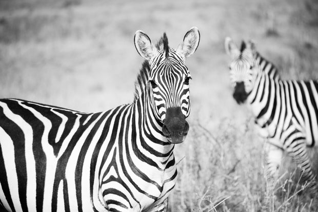 Zebras of Tanzania