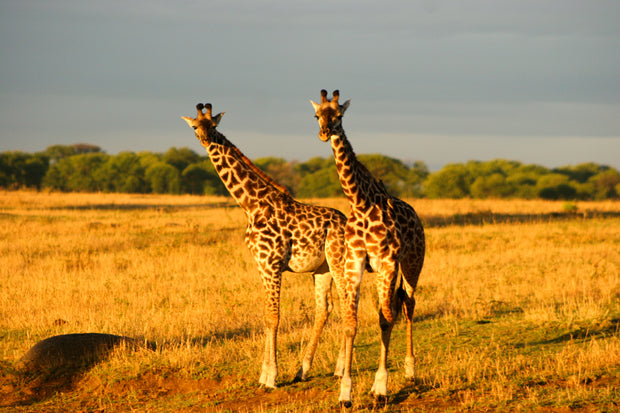Baby Giraffes of Tanzania