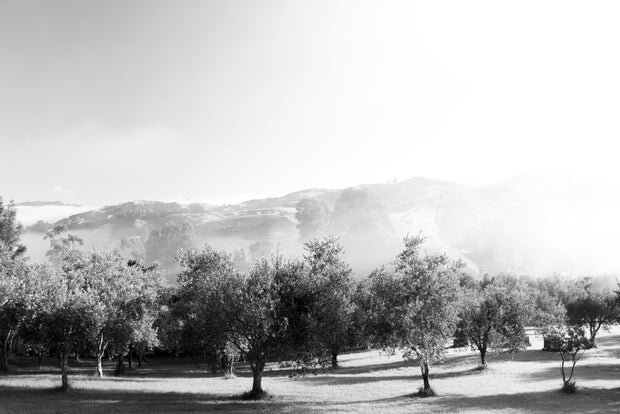 Olives Garden