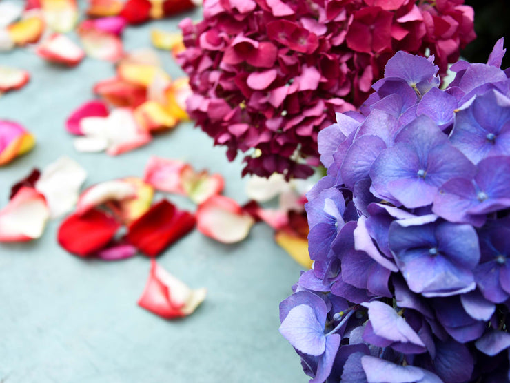 Photoshoot Flowers