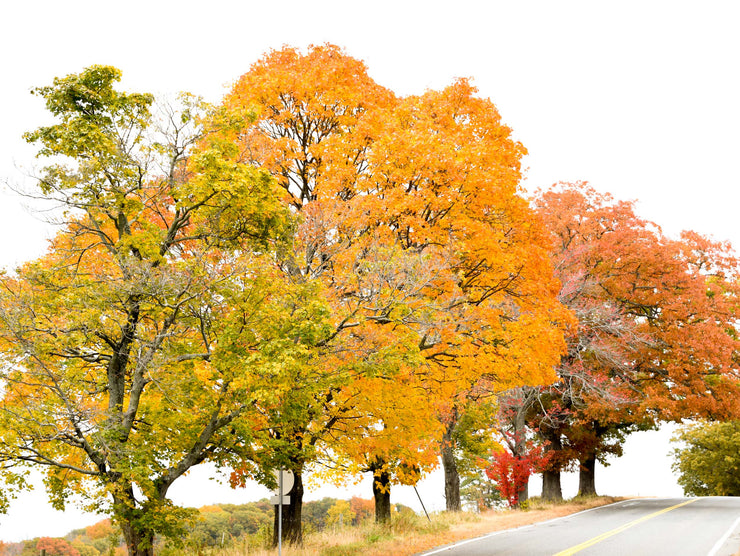 Massachusetts