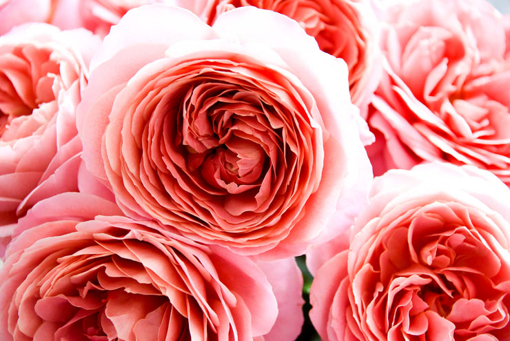 Garden Roses