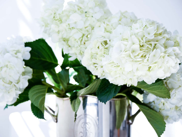 Hortensias Blancas