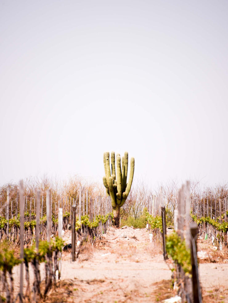 Wine Tour, Cafayate