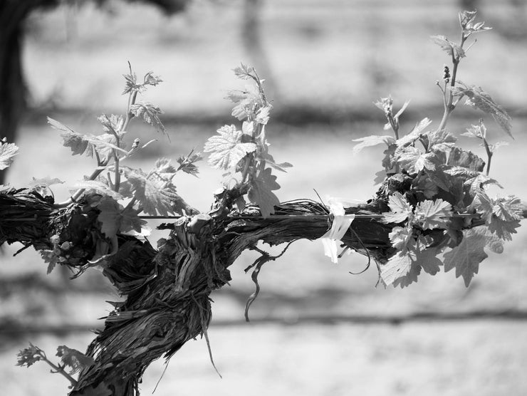 Vineyard, Cafayate