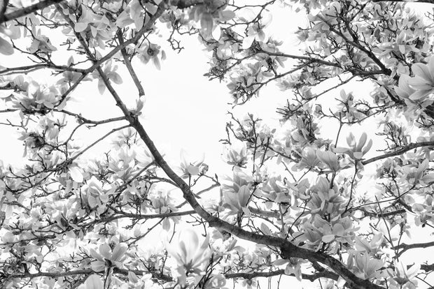 Magnolias Sky