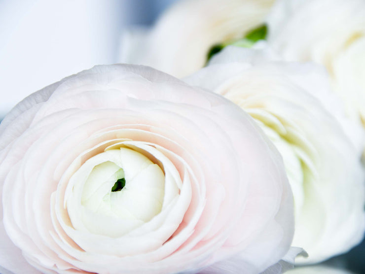 Ranunculus (buttercup)