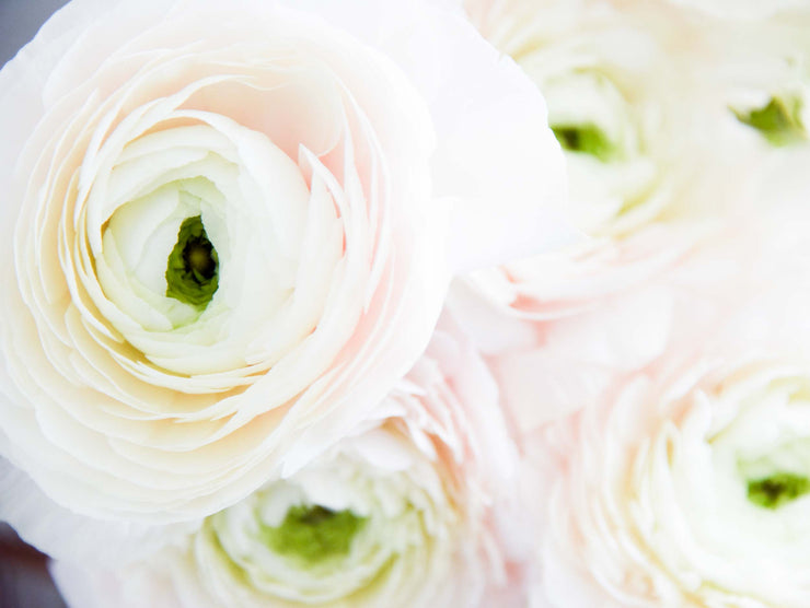 Ranunculus (buttercup)