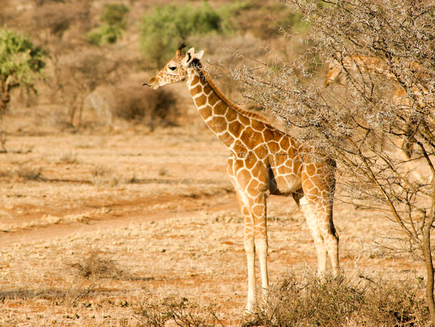 Baby Giraffe