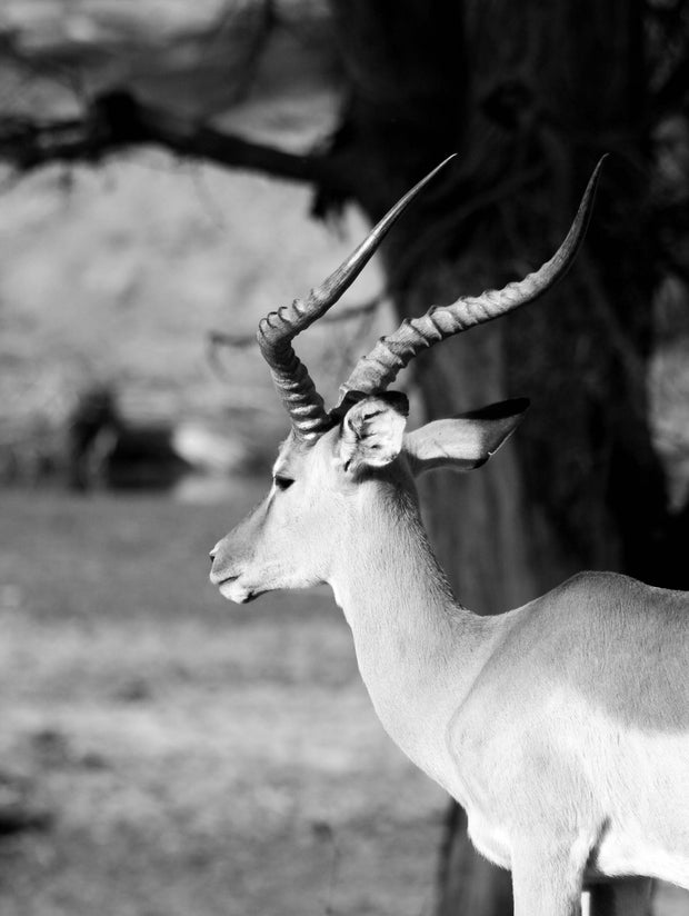 Gazing Gazelle