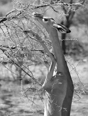 "Breakfast in Samburu" Limited Edition 1/8