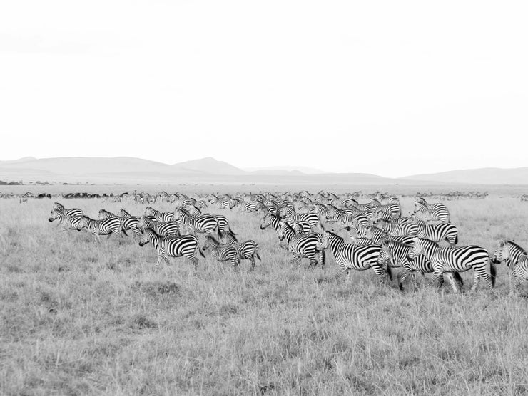 Wild and Free Kenya