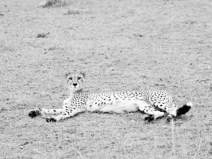 Resting Cheetah