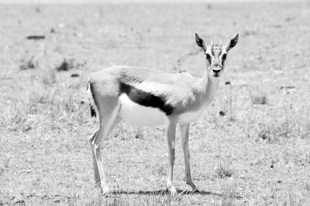 Baby Gazelle