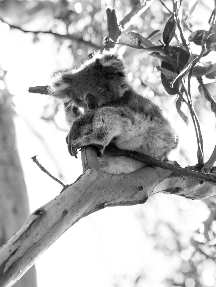 Baby Koala