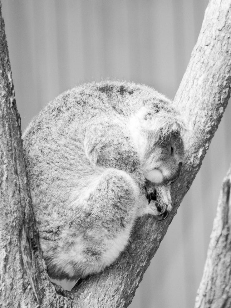 Sleeping Koala