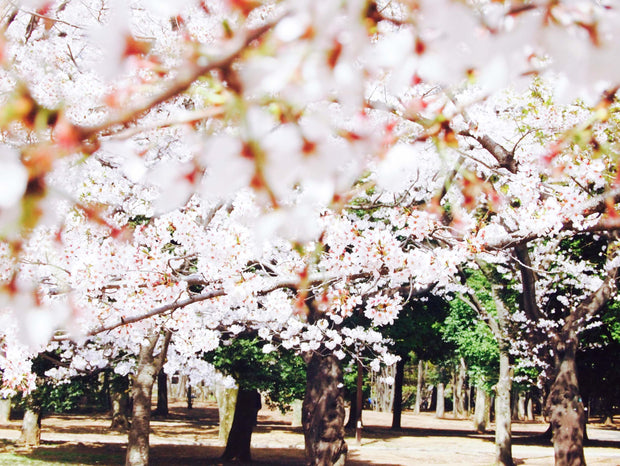 Sakura