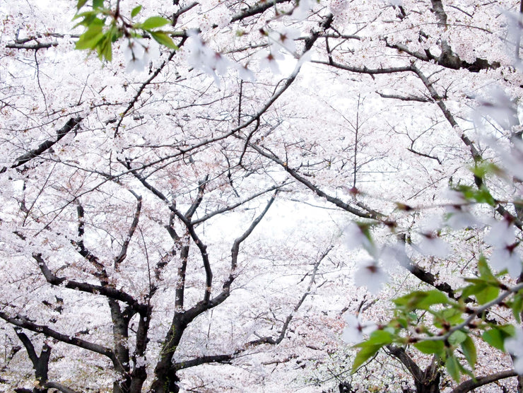 Sakura